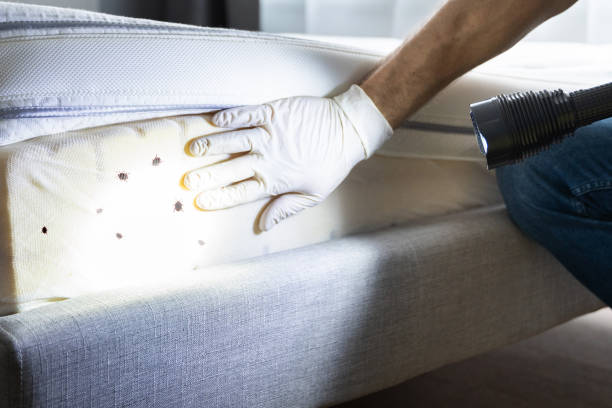 Best Local Pest Control Services  in Oakdale, MN